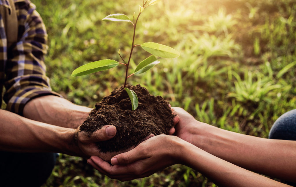 sustentabilidade-no-setor-madeireiro